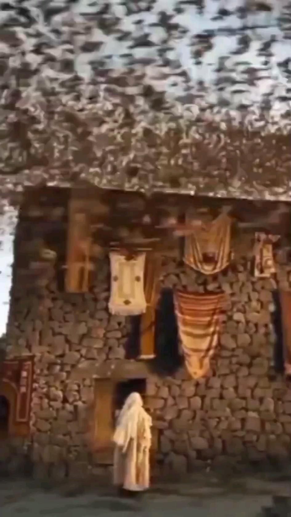 عدنان