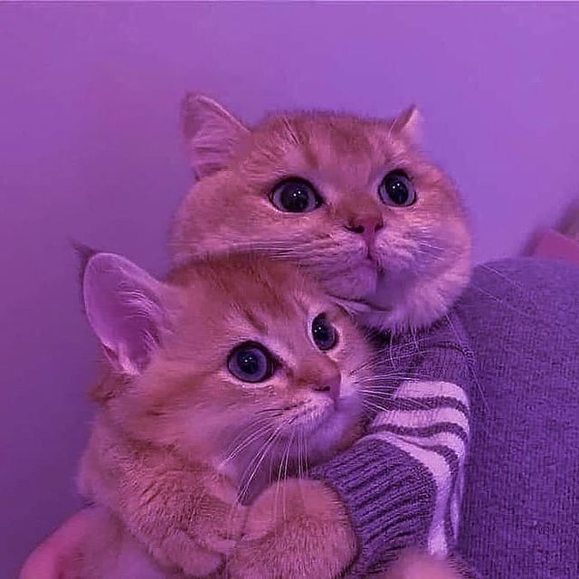 स्नेह