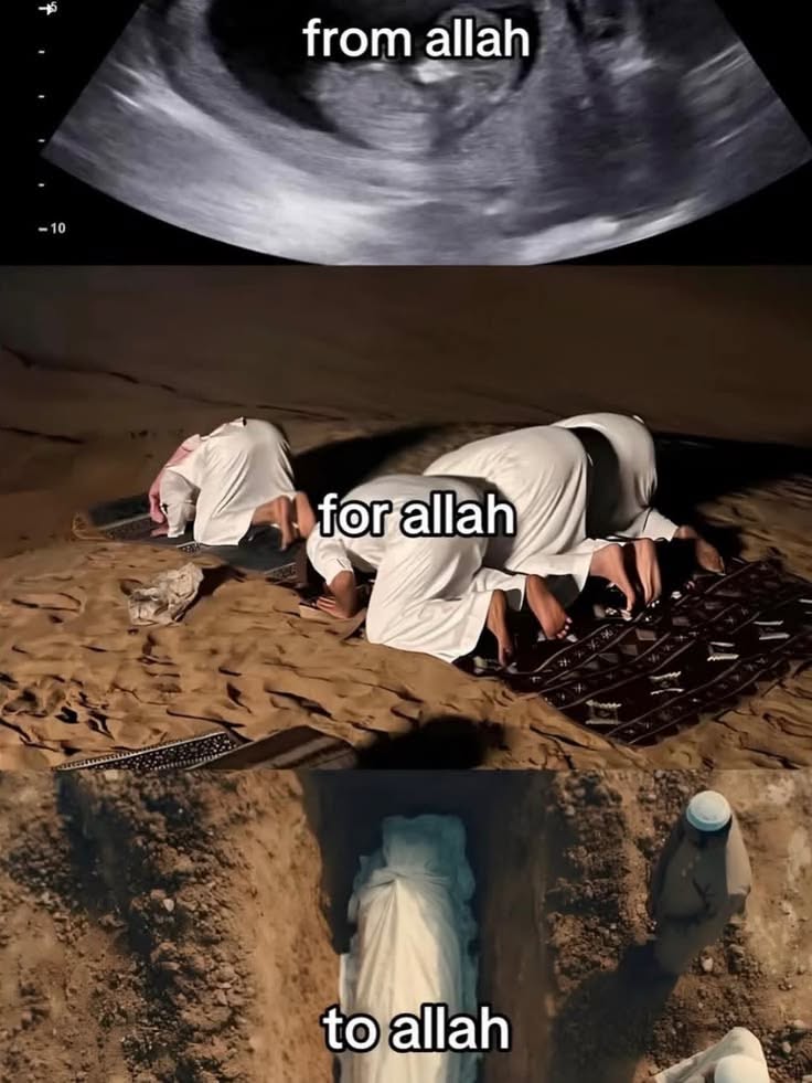 عارف